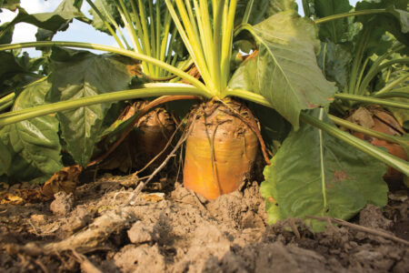 orange root in ground